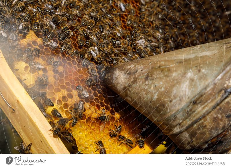 Wabenrahmen mit Bienen und rostigem Smoker Liebling Bienenstock Bauernhof Ernte Werkzeug untersuchen Beruf Gerät organisch natürlich behüten Flugzeugwartung
