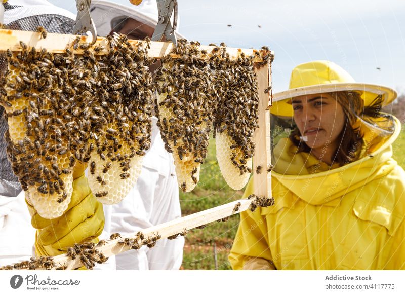 Imker kontrollieren Bienenstöcke im Bienenhaus Wabe Bienenstock Arbeit Rahmen inspizieren prüfen Werkzeug Zusammensein untersuchen professionell Sommer Saison