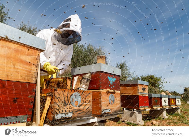 Imker sammelt Honig im Bienenstock Wabe Arbeit Mann Rahmen abholen Ernte Liebling inspizieren prüfen Werkzeug untersuchen professionell Sommer Saison Job Beruf