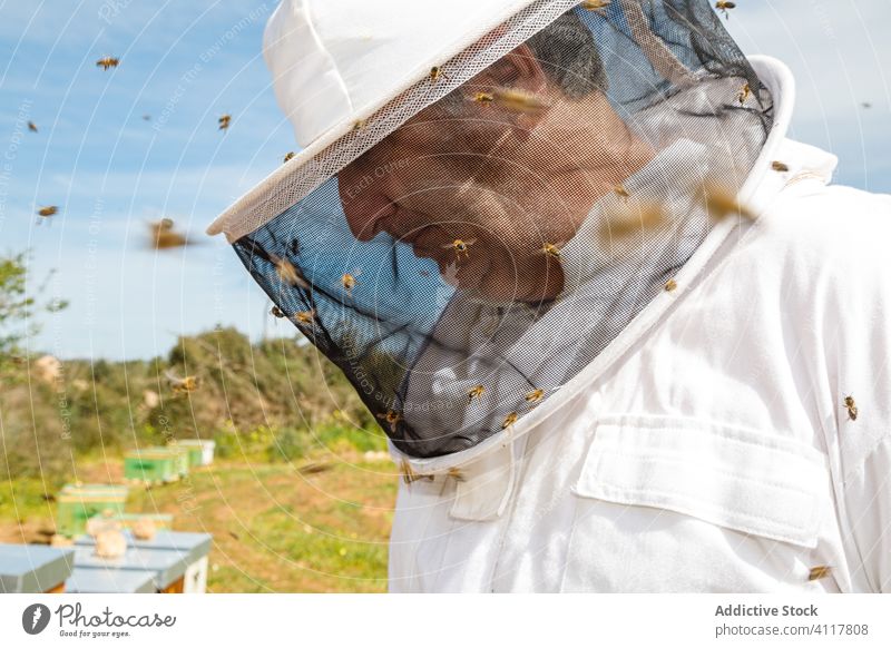 Männlicher Imker bei der Arbeit im Bienenstock an einem sonnigen Tag Mann Bienenkorb Feld Arbeitskleidung Uniform behüten Sommer Mundschutz Tracht männlich