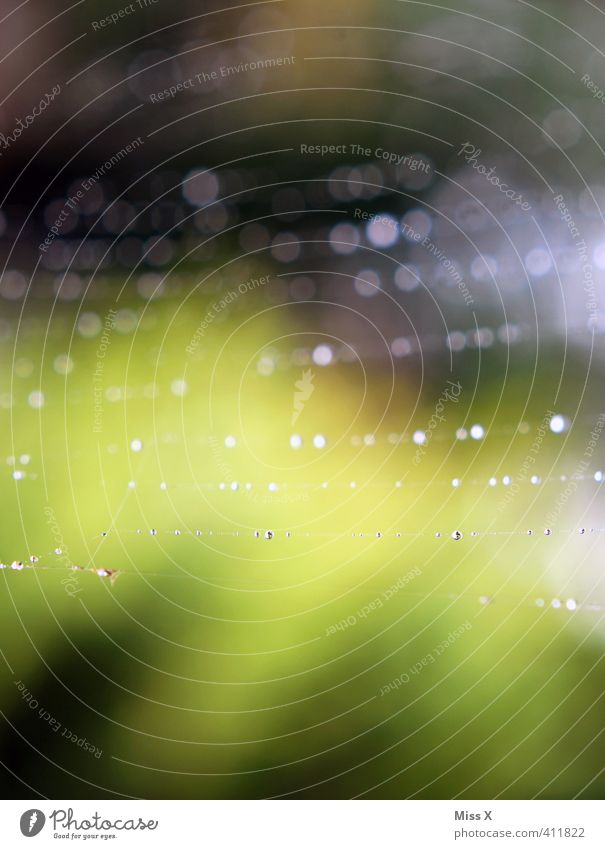 Tautropfen Wassertropfen Spinne nass Netzwerk Spinnennetz glänzend Perlenkette Farbfoto mehrfarbig Außenaufnahme Nahaufnahme Menschenleer Textfreiraum oben