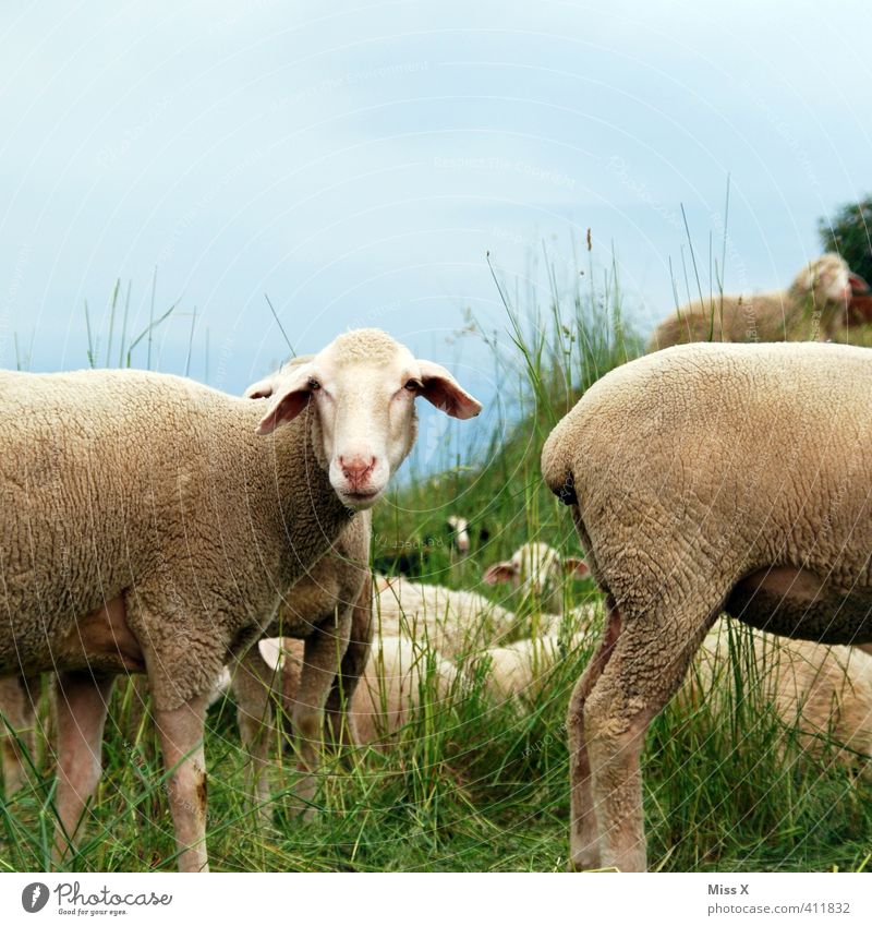 Gesicht am A... Gras Wiese Feld Tier Nutztier Tiergruppe Herde Fressen Hinterteil Schaf Schafherde Schaffell Heidschnucke stinkend Farbfoto Außenaufnahme