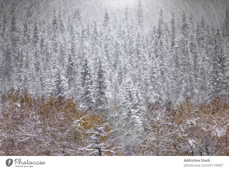 Winterlandschaft mit verschneiten Wäldern Wald Schneefall Landschaft ruhig Baum Natur Saison nadelhaltig Fichte kalt Kiefer Kanada Pflanze wild Immergrün