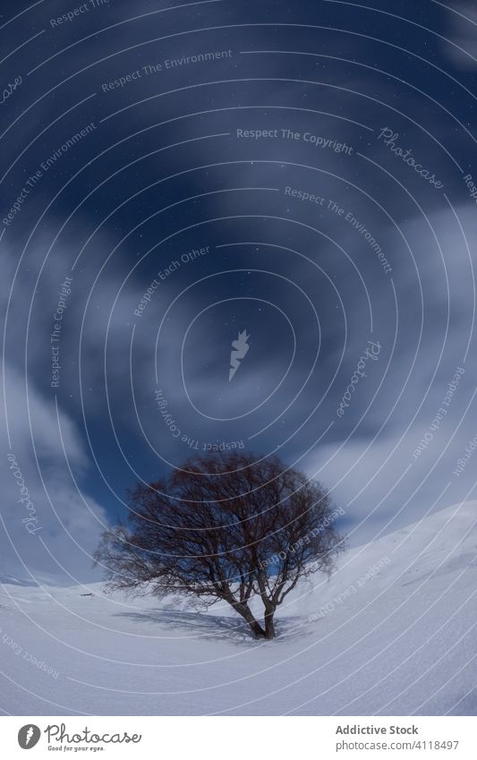 Einsamer Baum in verschneitem Tal Winter Schnee Landschaft einsam Himmel Hügel Natur kalt Island nordisch Berge u. Gebirge Berghang laublos Pflanze unverhüllt