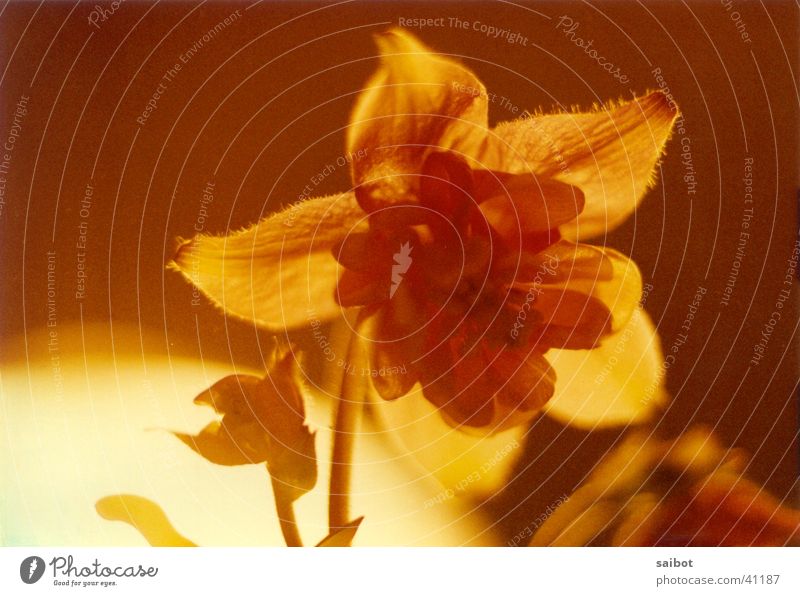 Feuerblume Blume Gegenlicht Blüte Makroaufnahme