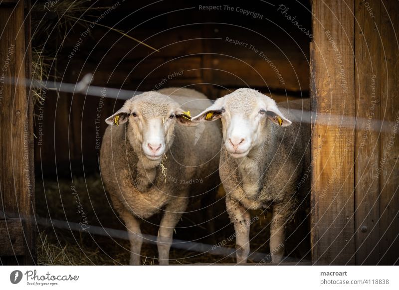 Schafe schafe paar pärchen ehepaar bauernhof zoo wolle schafswolle bio ökologisch zaun gefangen Gefangenschaft Quarantäne corona