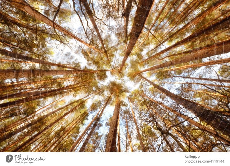 rauschender wald Wald Bäume Bewegung Bewegungsunschärfe Baumstamm Froschperspektive wackeln Kiefer Stamm dicht Lichtung Natur Außenaufnahme grün Farbfoto Umwelt