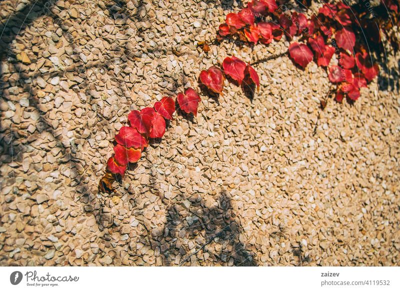 rote Herbstblätter von Parthenocissus klettern die Wand hoch parthenocissus tricuspidata Wandel & Veränderung abschließen Grunge Inspiration außerhalb