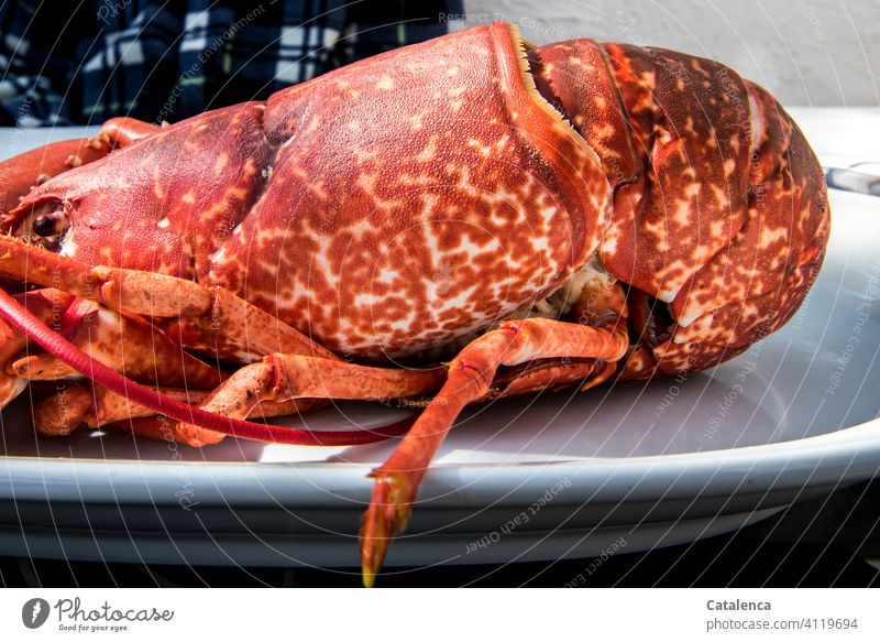 Eine Delikatesse | objektiv ein toter Hummer Natur Tier totes Tier gekocht Speise Fleisch Schalentier Tod Ernährung Europäischer Hummer Zehnfußkrebse Teller Tag
