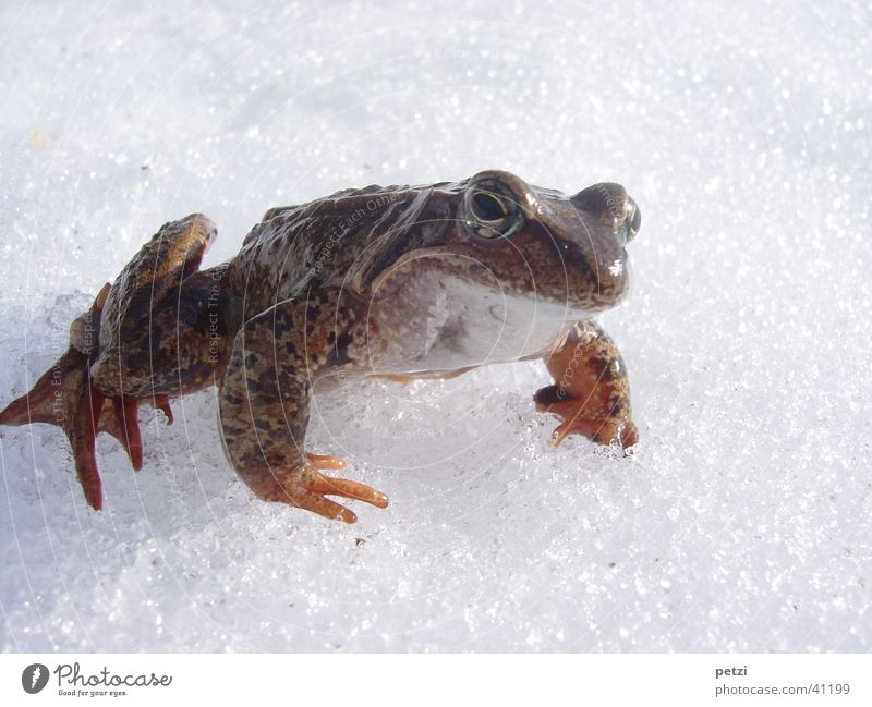 Frosch im Schnee kalt unterwegs Glätte Kristale Farbfoto Außenaufnahme Detailaufnahme Textfreiraum oben Textfreiraum unten Hintergrund neutral Froschperspektive