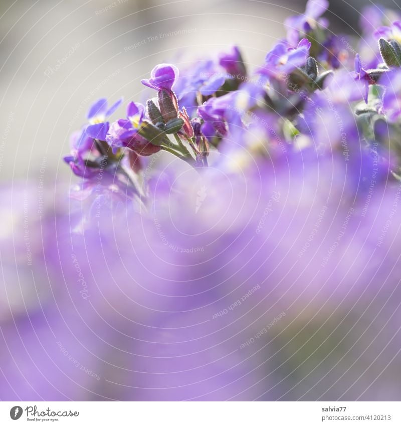 lila Blüten mit viel Unschärfe Blumen violett Natur pink Blühend Frühling Garten Schwache Tiefenschärfe Sommer Pflanze Duft Textfreiraum unten natürlich