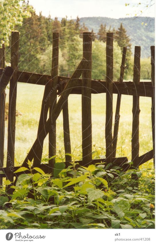 At the old old fence Zaun braun Holz grün Brennnessel Dinge alt Wiese Bäume Natur Unkraut