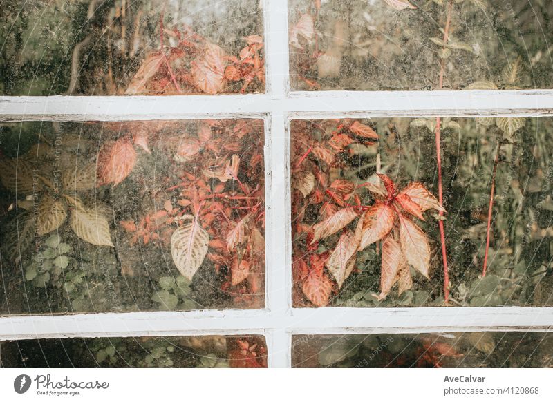 Weißes Holzkristallfenster gefüllt mit Pflanzen mit Kopierraum Bokeh Frühlingshintergrund Borte Wachstum abstrakt Blumenhintergrund Finger Feuerwerk gut