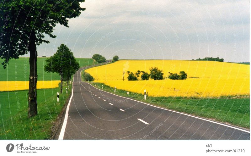 Landstraße mit Rapsfeldern Gras Wiese gelb grün Feld Baum Blüte Berge u. Gebirge Straße blau Natur Landschaft Himmel Linie ohne Auto Farbe