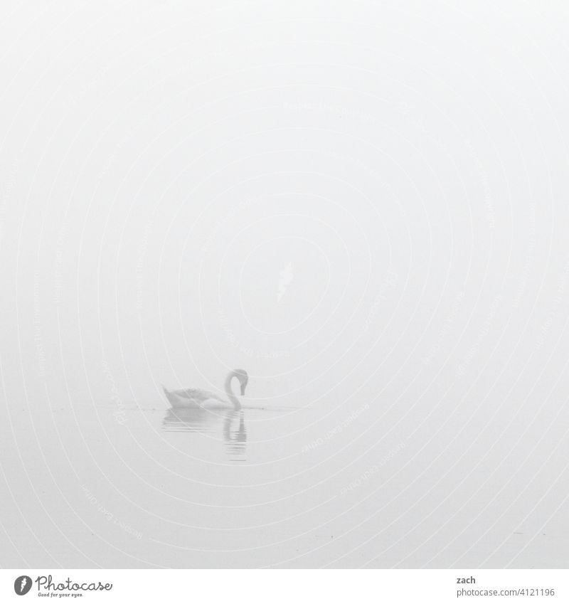 im Nichts Schwan Vogel Wasser Wasservogel See Fluss Nebel weiß Tier Natur Im Wasser treiben Schwimmen & Baden Nebelstimmung Reflexion & Spiegelung