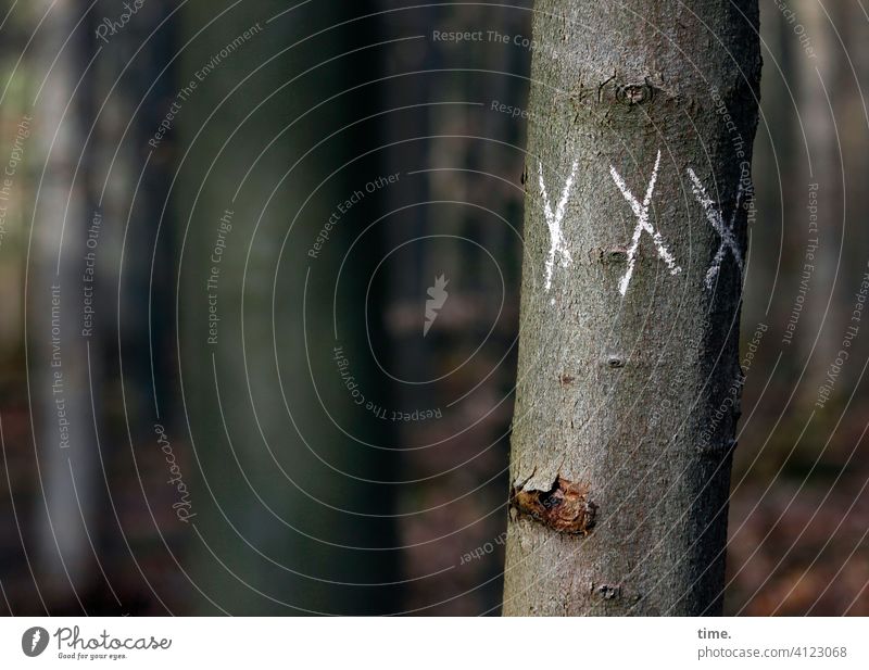 Kreidezeit Baum wald zeichen symbol x baunstamm rätsel Buchstabe kreide schrift auffällig botschaft information