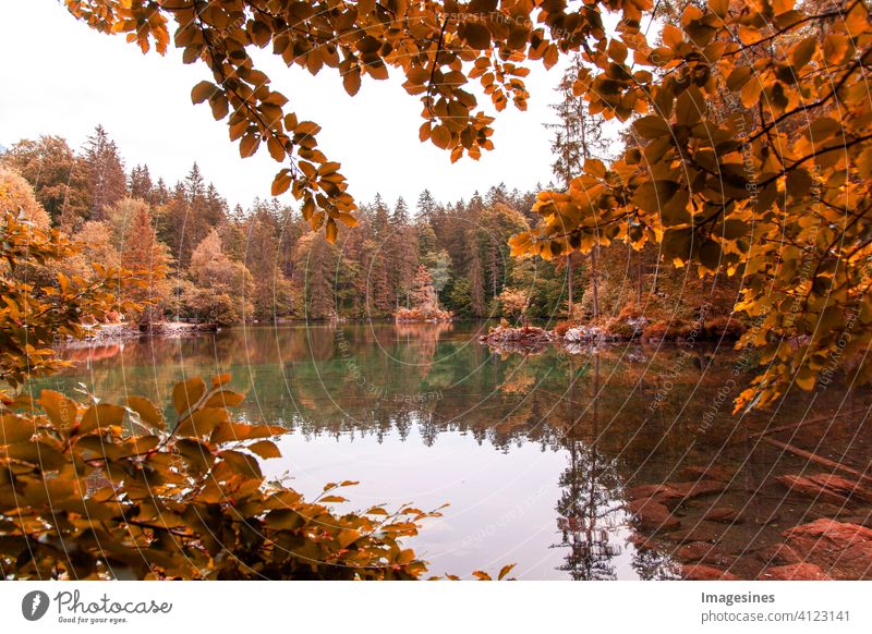 Reflexionen in ruhigem Teichwasser an einem Herbsttag. herbstliche idyllische Landschaftsszene Farbbild horizontal Natur See Baum keine Menschen Wasser