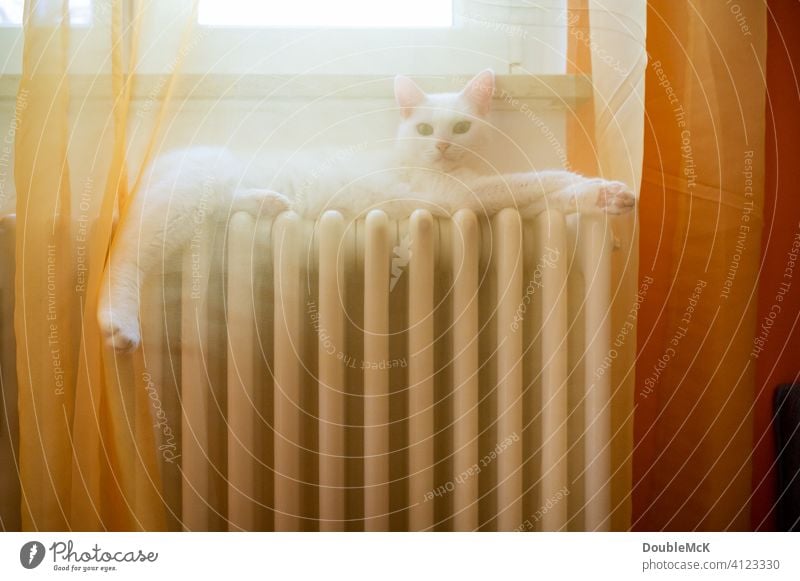 Eine weiße Katze liegt auf der Heizung hinter einer Gardine und entspannt Farbfoto Tag liegen liegend entspannen Haustier Tier Tierporträt 1 Innenaufnahme
