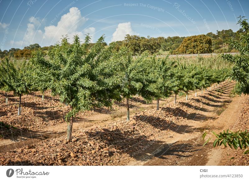 Pflanzung und Anbau von Mandelbäumen im Frühjahr natürlich Lebensmittel organisch Gesundheit Nut Blatt Samen Snack Frucht Nahaufnahme Hintergrund frisch Kernel