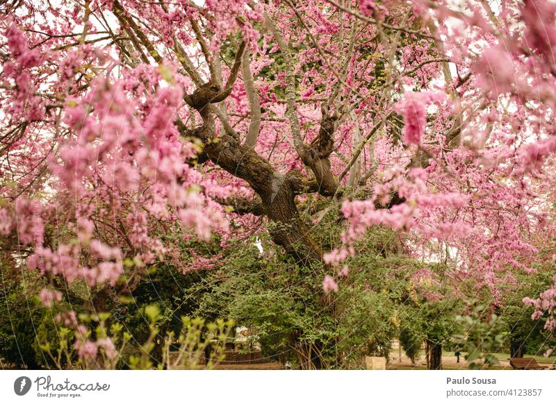 Cercis siliquastrum Baum Laubbaum Blüte Blühend Frühling Frühlingsgefühle Frühlingsblume Judasbaum Natur Pflanze Farbfoto Außenaufnahme rosa Blume Kirschblüten
