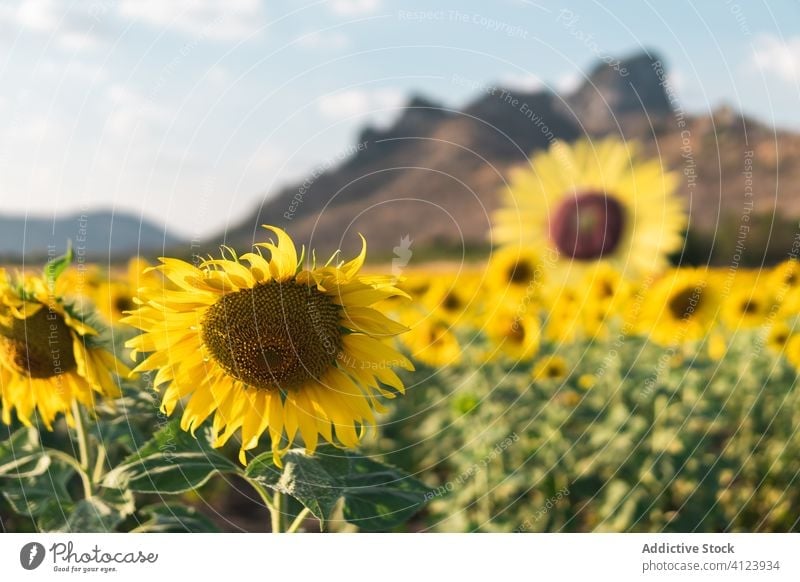 Bunte Sonnenblume auf grüner Wiese farbenfroh Feld gelb üppig (Wuchs) Landschaft Gras Pflanze Hügel wolkig schön warm Tag Natur Sommer Himmel Flora malerisch