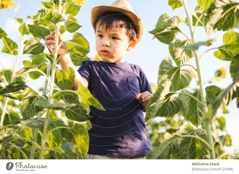 Glücklicher kleiner Junge auf der grünen Wiese heiter Sonnenblume Feld aufgeregt Natur sorgenfrei Hut Kind Lächeln Freude Kindheit froh positiv Landschaft
