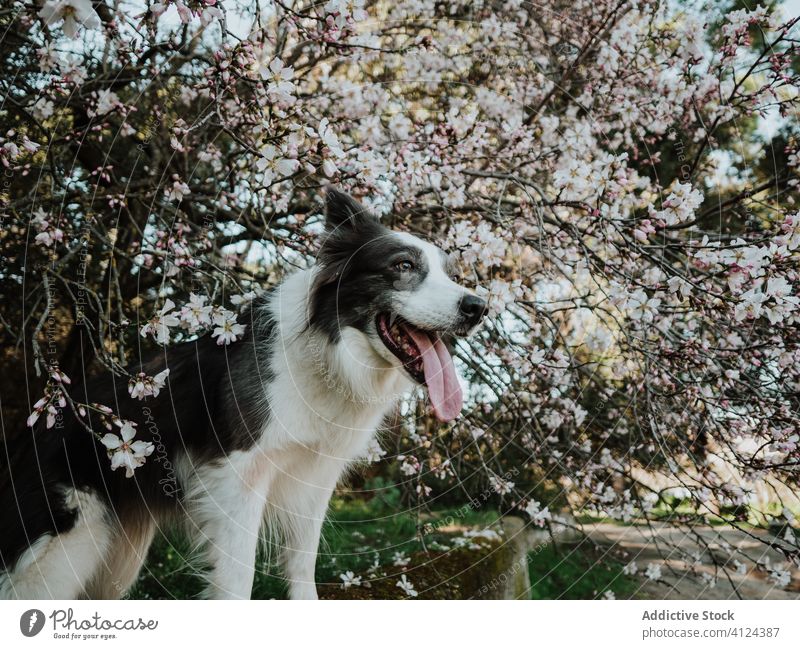 Lustiger schwarzer und weißer Hund am Straßenrand im Sommer neugierig Park schlendern Glück Border Collie lustig Bürgersteig Begleiter Freund Blumenbeet