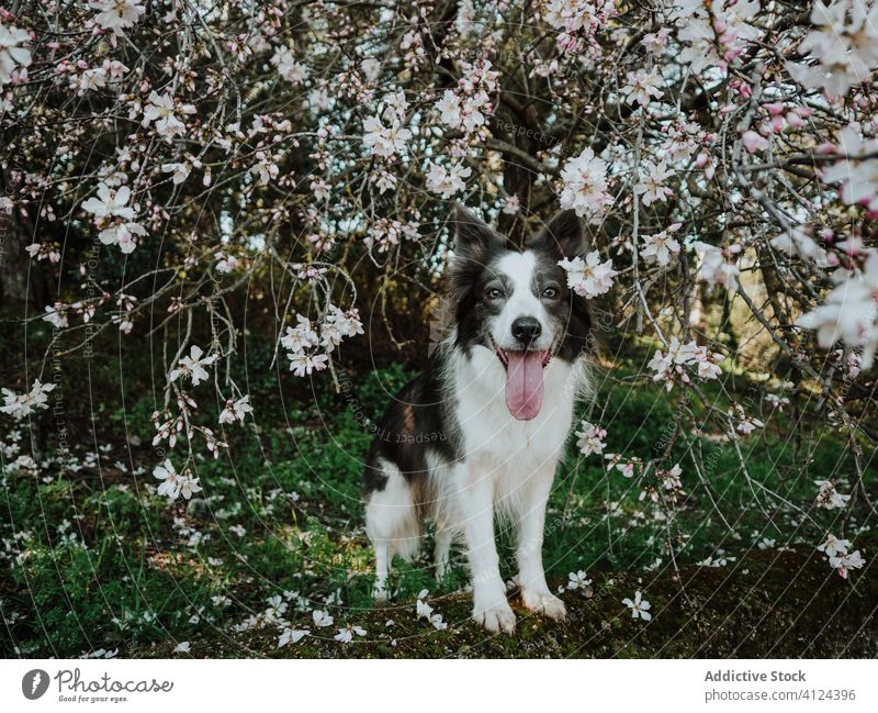 Lustiger schwarzer und weißer Hund am Straßenrand im Sommer neugierig Park schlendern Glück Border Collie lustig Bürgersteig Begleiter Freund Blumenbeet