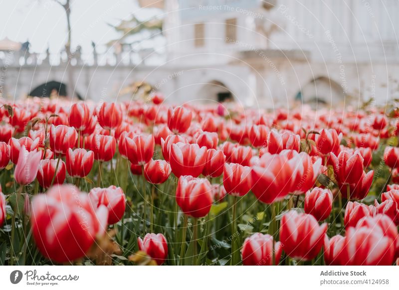 Blühende rote Tulpen im Blumenbeet Blüte duftig Garten Blütezeit farbenfroh Orientalisch groß frisch Straße natürlich Istanbul Truthahn Außenseite geblümt
