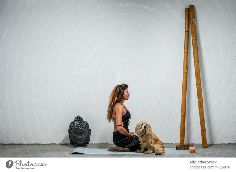Gelassene Frau übt Yoga in der Nähe von Hund meditieren üben padmasana Inhalt Konzentration Windstille Gelassenheit englisch cocker spaniel Tier heimisch Pose