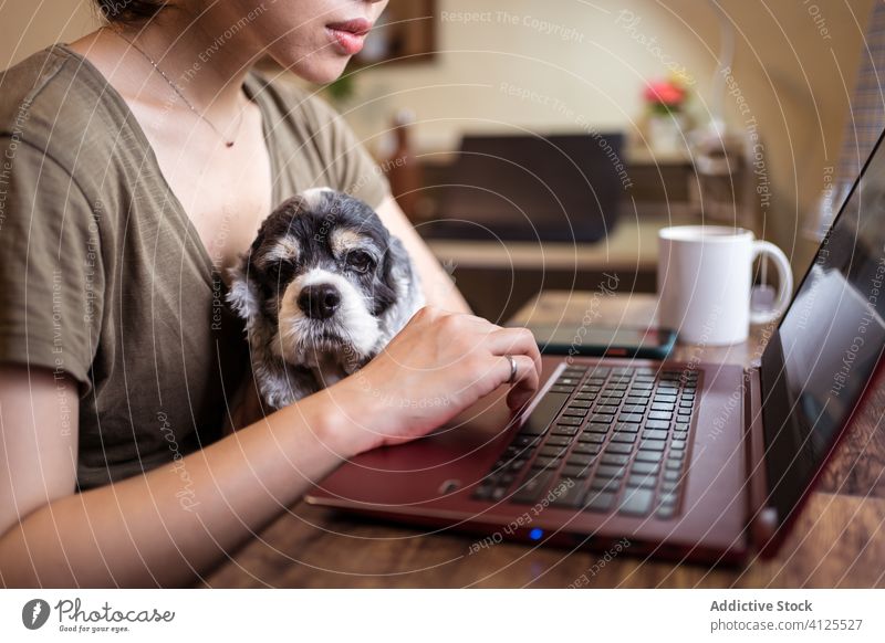Vielbeschäftigte asiatische Unternehmerin arbeitet am Laptop im Heimbüro Arbeit Frau Projekt multitask benutzend ethnisch Tippen sitzen Hund heimisch Haustier