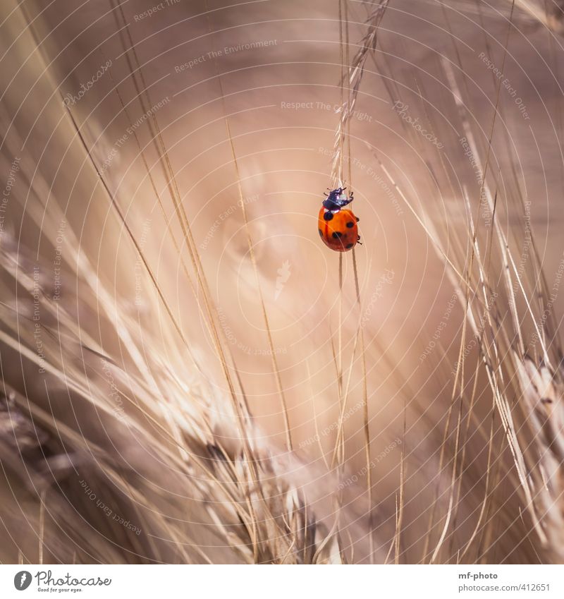 steil nach oben Käfer Marienkäfer 1 Tier braun rot Glück Farbfoto Außenaufnahme Menschenleer Licht