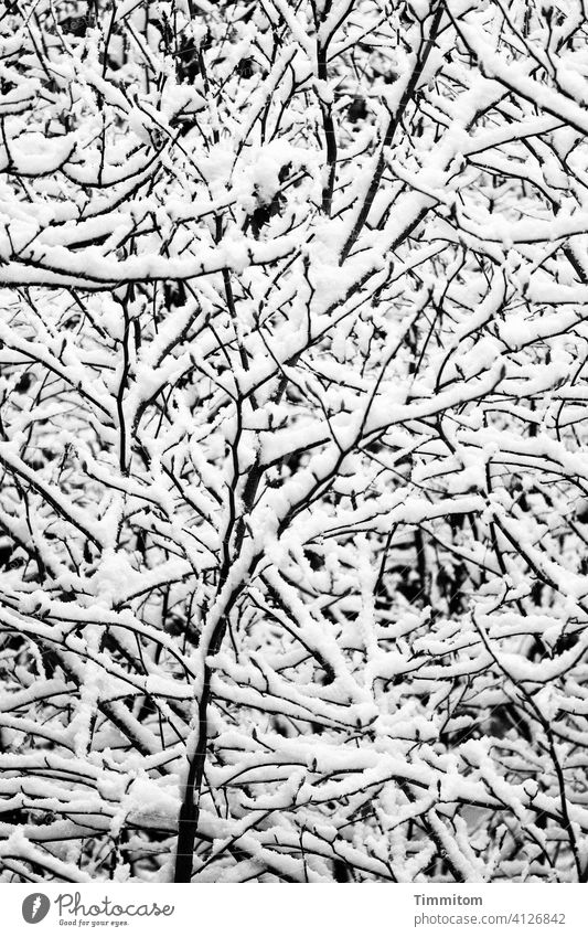 Ein schlichtes Bild aus Ästen und Schnee kahl kalt Winter Linien Schwarzweißfoto dicht eng Zweige u. Äste Natur Menschenleer
