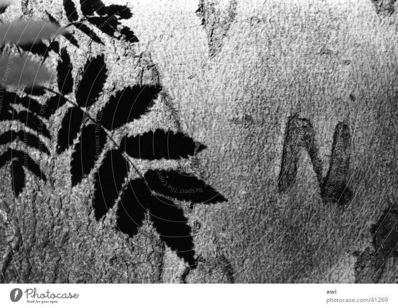 Eternal Love Baum Baumrinde Blatt Makroaufnahme Licht Treue Initial N Schwarzweißfoto Schatten
