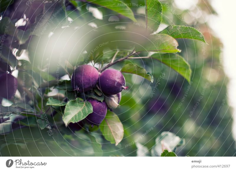 lila Äpfel Frucht Umwelt Natur Pflanze Baum Nutzpflanze natürlich grün violett Farbfoto Außenaufnahme Nahaufnahme Makroaufnahme Menschenleer Tag