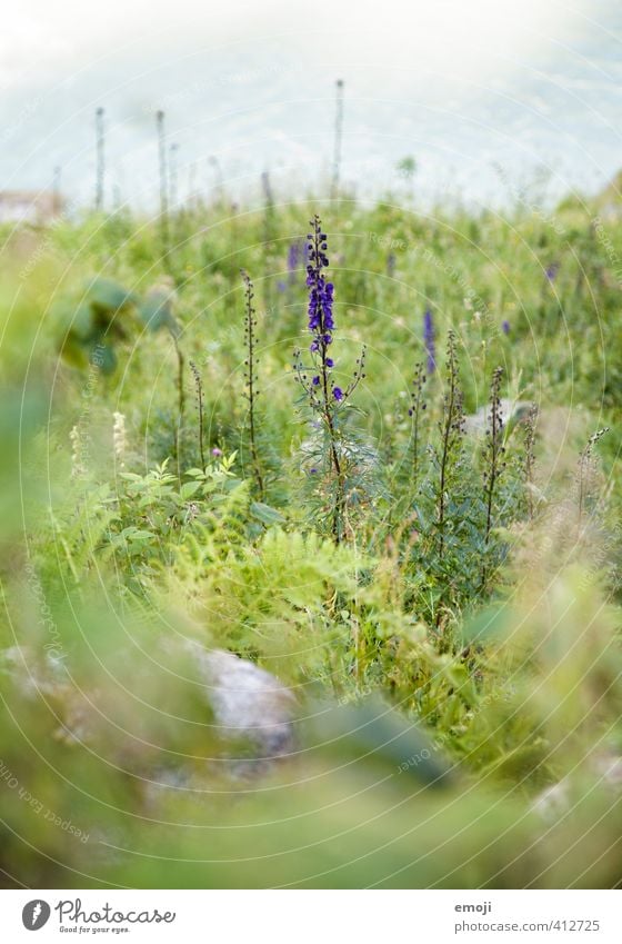 aufrecht Umwelt Natur Landschaft Pflanze Blume Sträucher natürlich grün violett Farbfoto Außenaufnahme Nahaufnahme Menschenleer Textfreiraum oben Tag