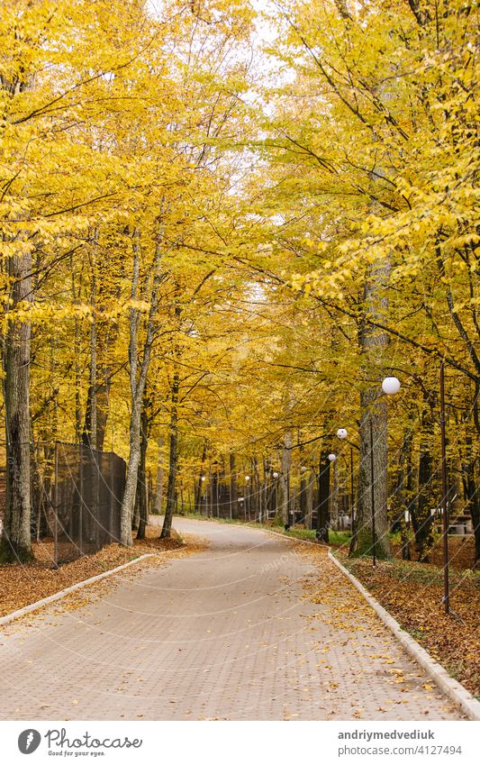 Herbstmorgen im Park mit Bänken und Laternen vor dem Hintergrund der gelben Blätter. Schöne Laternen in einem Herbst Park schön Morgen Natur Saison Wald grün