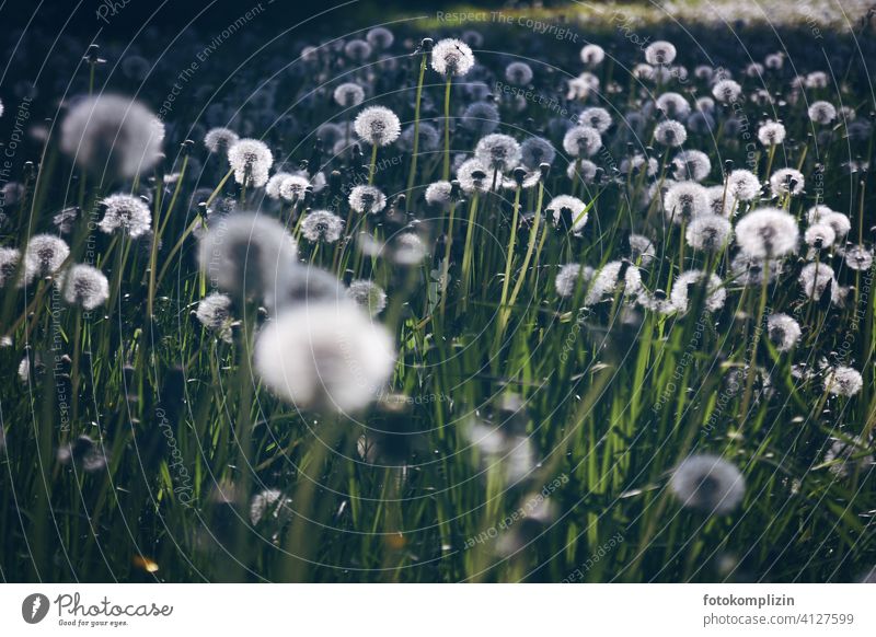 ein leuchtendes Pusteblumen-Wiese Löwenzahn Löwenzahnfeld weiß zart frisch Naturliebe filigran romantisch Idylle weiss übersät Ökologie Blumenwiese wiesenblume