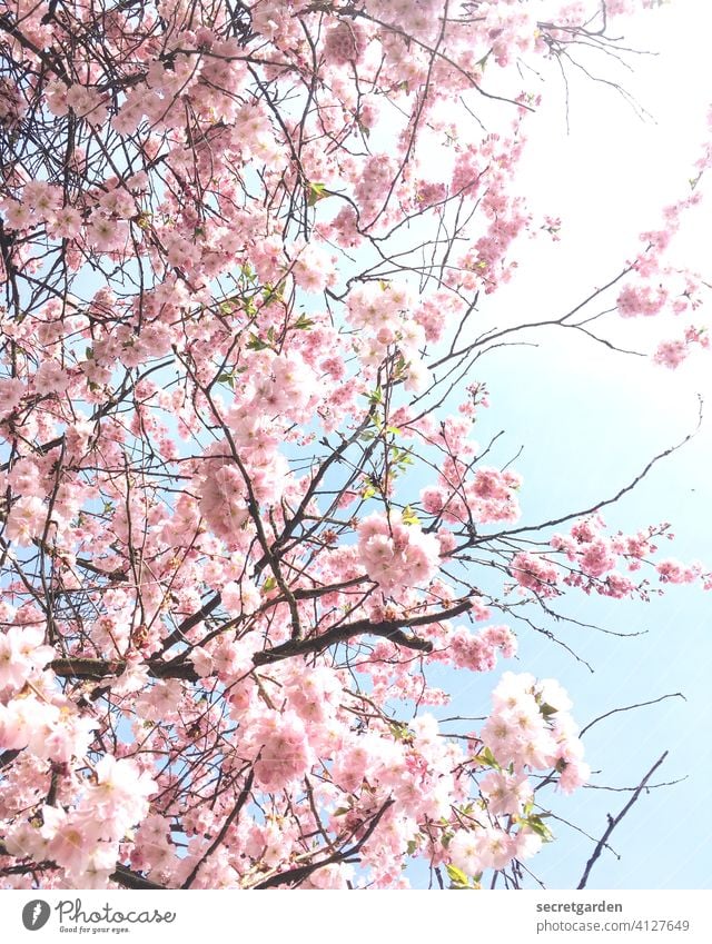 Sakura time. Kitsch Kirsche Kirschblüten Frühling Frühlingsgefühle frühlingsgefühl Blüte Kirschbaum rosa Baum Natur Farbfoto Außenaufnahme Blühend Duft Pflanze