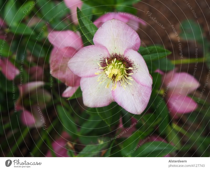 Blüte einer Christrose botanisch Helleborus in zartrosa blühend im Garten Blüte Christrose Winterblüher Lenzrose Frühling grazil Blütensterne tapfer Vorfrühling