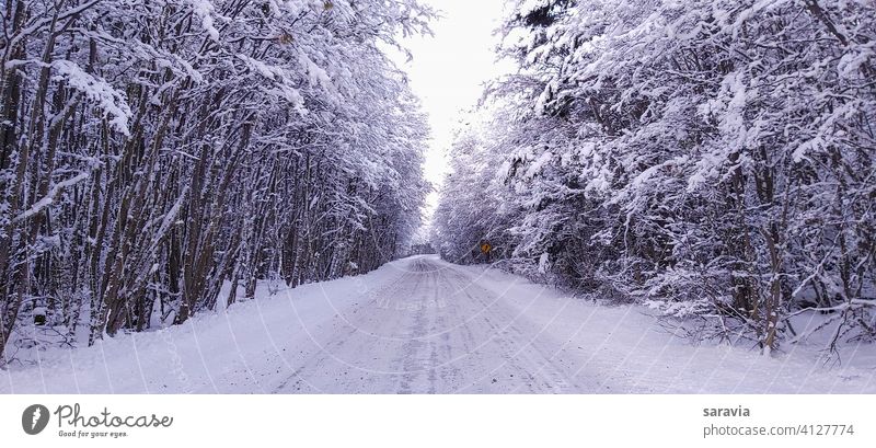 snow  covered  road  surrounded  by  trees travel outdoor forest winter path ice vacation branch