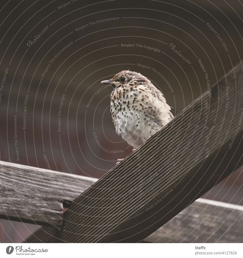 ein Jungvogel sitzt auf einem Holzbanken und betrachtet ruhig die Welt Junger Vogel Drossel Singdrossel Pieper junge Drossel Singdrosselart fluffig niedlich Mai