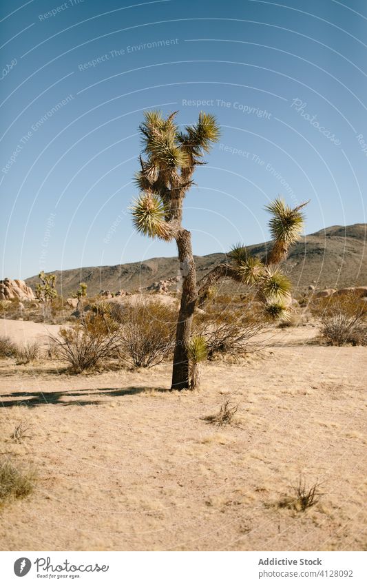Wüstenlandschaft an einem heißen Sonnentag wüst trocknen Sand Natur trocken wild erwärmen Felsen Kaktus Blauer Himmel Gras Gelände Pflanze malerisch natürlich