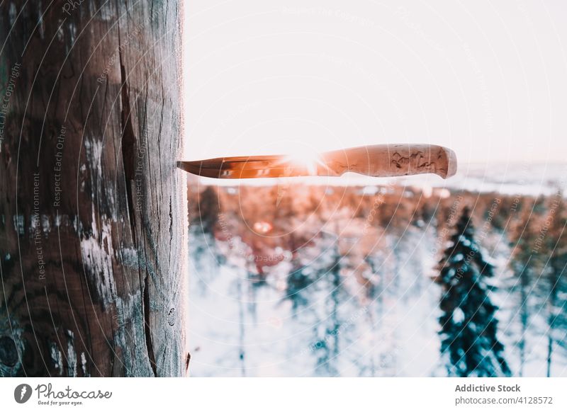 Messer in Kiefer im Winterwald Baum Wald festgeklebt Kofferraum Schnee Holz Werkzeug professionell stechend Natur Frost weiß Landschaft Gerät Wälder Nutzholz