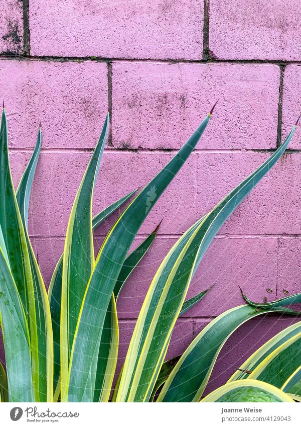 Schmutzige rosa Wand mit grünen und gelben stacheligen Pflanze im Vordergrund. rosa Hintergrund Blatt Außenaufnahme Backsteinwand Wachstum wildwachsen wachsend