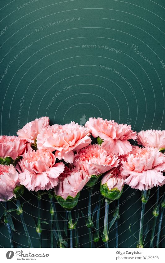 Blumenstrauß aus rosa Nelken auf dunkelgrünem Hintergrund. Borte Muttertag Postkarte abschließen Blütezeit Gruß Draufsicht flache Verlegung Textfreiraum