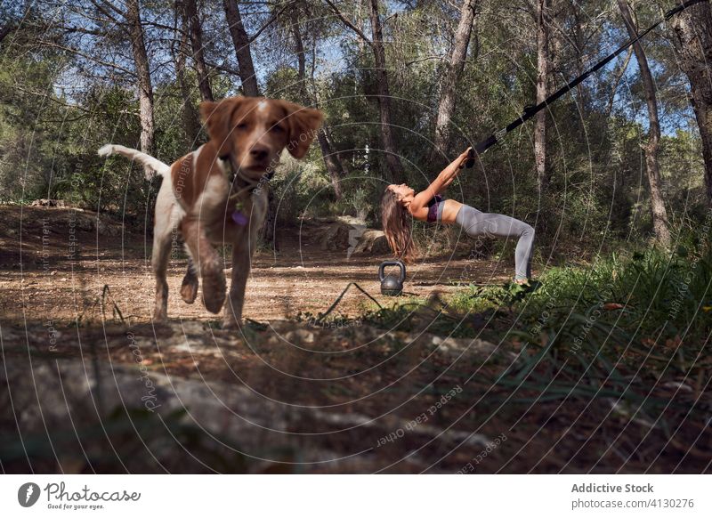Aktive Frau in voller Länge beim Suspensionstraining barfuß in der Nähe eines Hundes im Wald aktiv Training Barfuß Pullover trx Gurt Fitness Truhe Arme Park