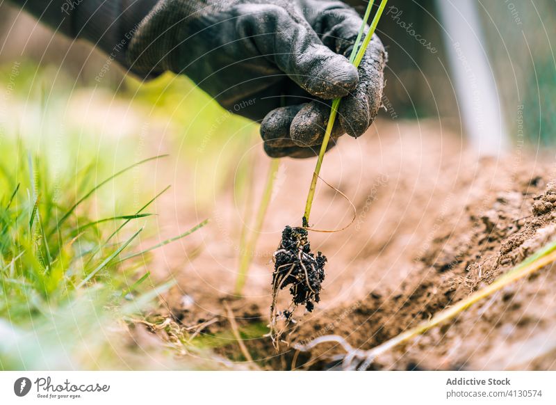 Anonymer Gärtner hält grünes Gras mit Erde in der Hand Boden sprießen Pflanze kultivieren Ackerbau organisch Natur Botanik französisch Wachstum Aussaat