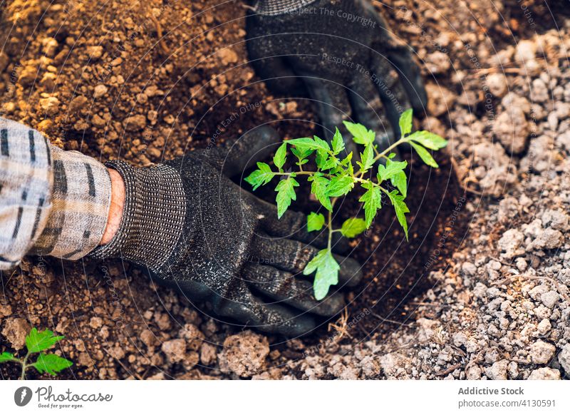 Anonymer Gärtner, der im Garten mit einer Kelle Erde umgräbt Mann Boden Keimling Graben Pflanze Gerät kultivieren Werkzeug Tomate Bauernhof Arbeit Handschuh