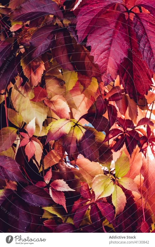 Bunte Blätter im Wald im Sonnenlicht Blatt Herbst farbenfroh Laubwerk Dickicht Buchse malerisch Landschaft Botanik idyllisch Harmonie Windstille fallen